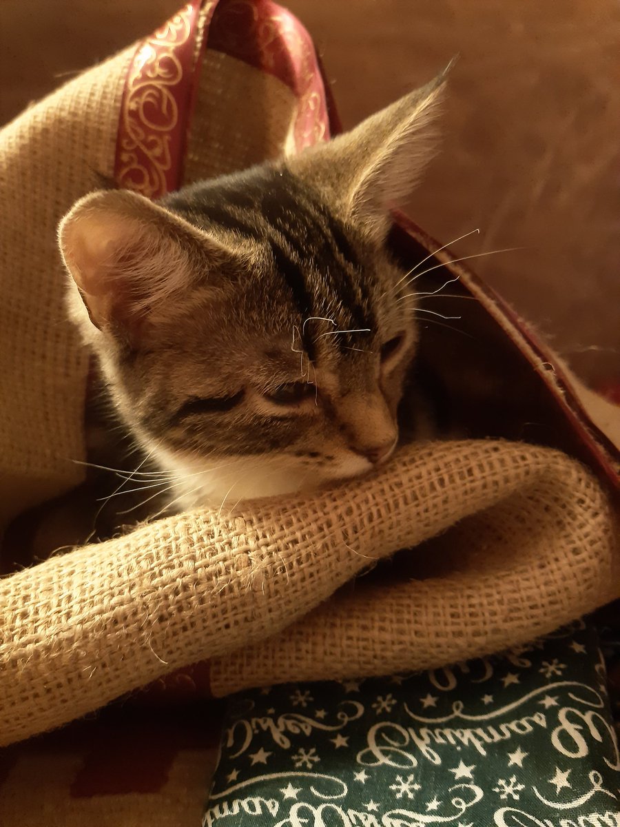 jonathanboote's tweet photo. My kitten Phoebe crawled into this piece of hessian while we decorated our Christmas tree this evening.  Isn't she adorable? #CatsOfTwitter #caturdayeve #kittens #kitten #pussycat #CatsRule #catsnotatpollingstations https://t.co/40XYB9tFWg