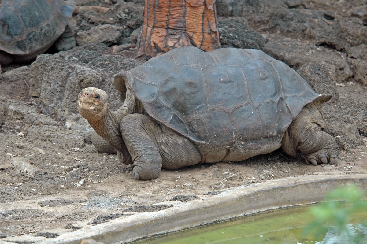 The giant tortoises in the #Galapagos Islands can live for more than 100 years, how amazing is that??