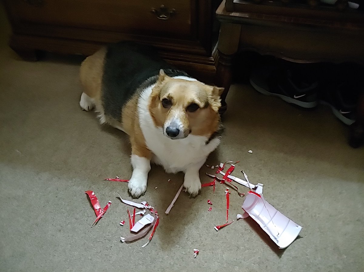 DarlaTheCorgi's tweet photo. https://t.co/ndsn609qm3