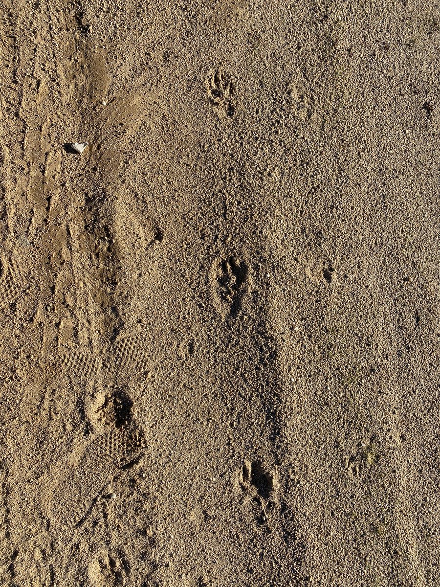 Anyone know what kind of critter tracks these are?