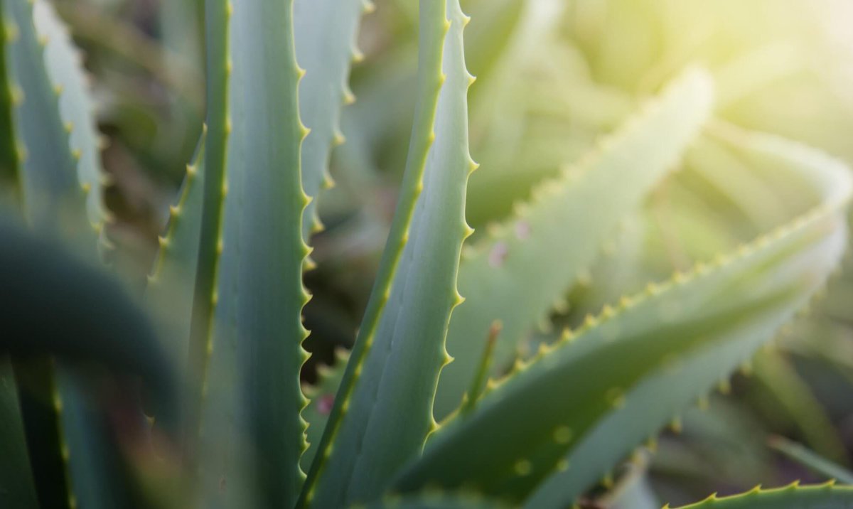 AtaSarmi's tweet photo. #AtalaTips beneficios del aloe vera, que pocos conocen https://t.co/6TMlPaGjJV https://t.co/zxkEix2F49