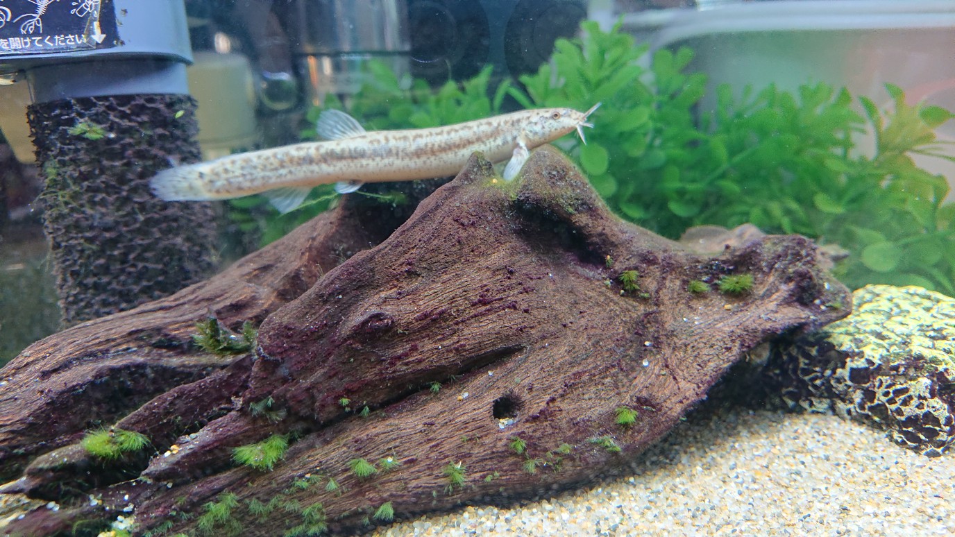 どじょう ピヨーン ドジョウ 水槽 T Co Hbfymc3vdr Twitter