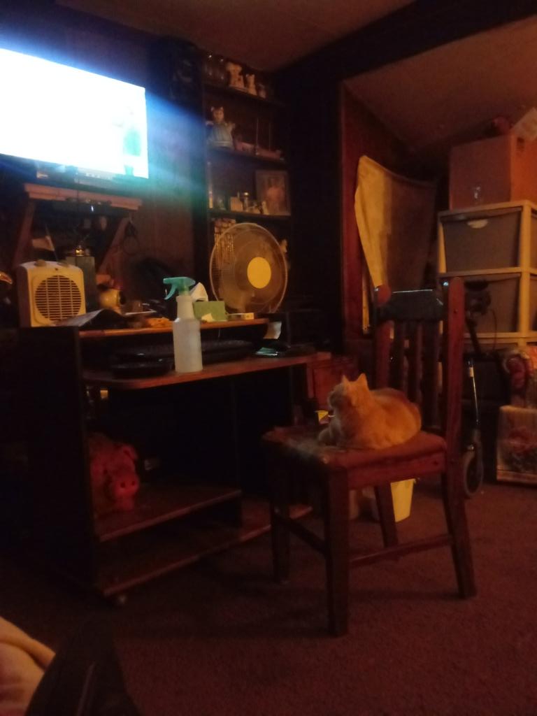 AustinJ20's tweet photo. My Georgie watching the local weather https://t.co/lWnUCNLyPS