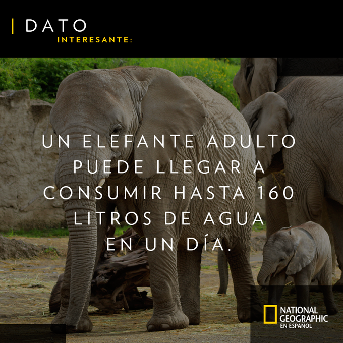 RevistaNatGeo's tweet photo. ¿Sabes cuánta agua puede beber un elefante en un día? https://t.co/cEifFtbHg8