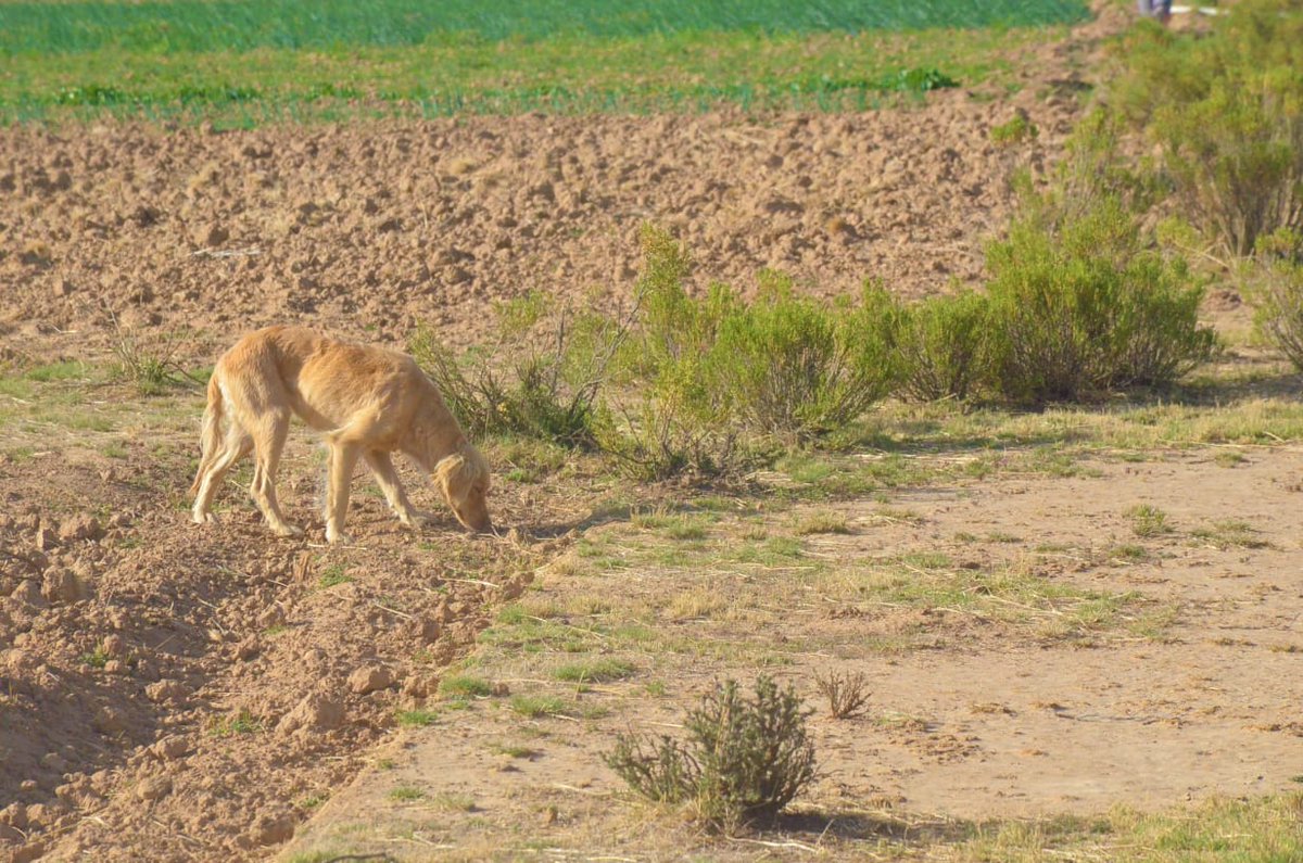 alcaldiadeoruro's tweet photo. En el sector de Socamani, llamas sufrieron el ataque de jugaría de perros salvajes, el centro municipal de Zoonosis #Oruro realizó una #inspección a la zona https://t.co/bhjfWCfTyh