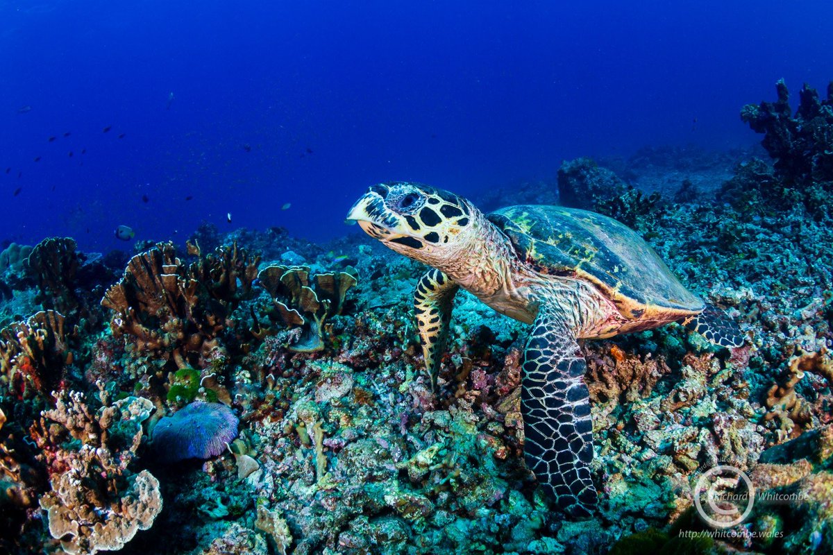 SimilanDiving's tweet photo. #HawksbillTurtle at #NorthPoint #Similan  #Thailand 🇹🇭
.
🛳️ aboard #DolphinQueen on 5th Dec. 2019 (DQ09)
📸 by Richard Whitcombe
.
.
#seaturtle #EretmochelysImbricata #turtle #SimilanDivingSafaris
#KhaoLak #AndamanSea
#liveaboard #wildlife #marinelife #nature #underwaterworld https://t.co/WiNQ3zEgTz