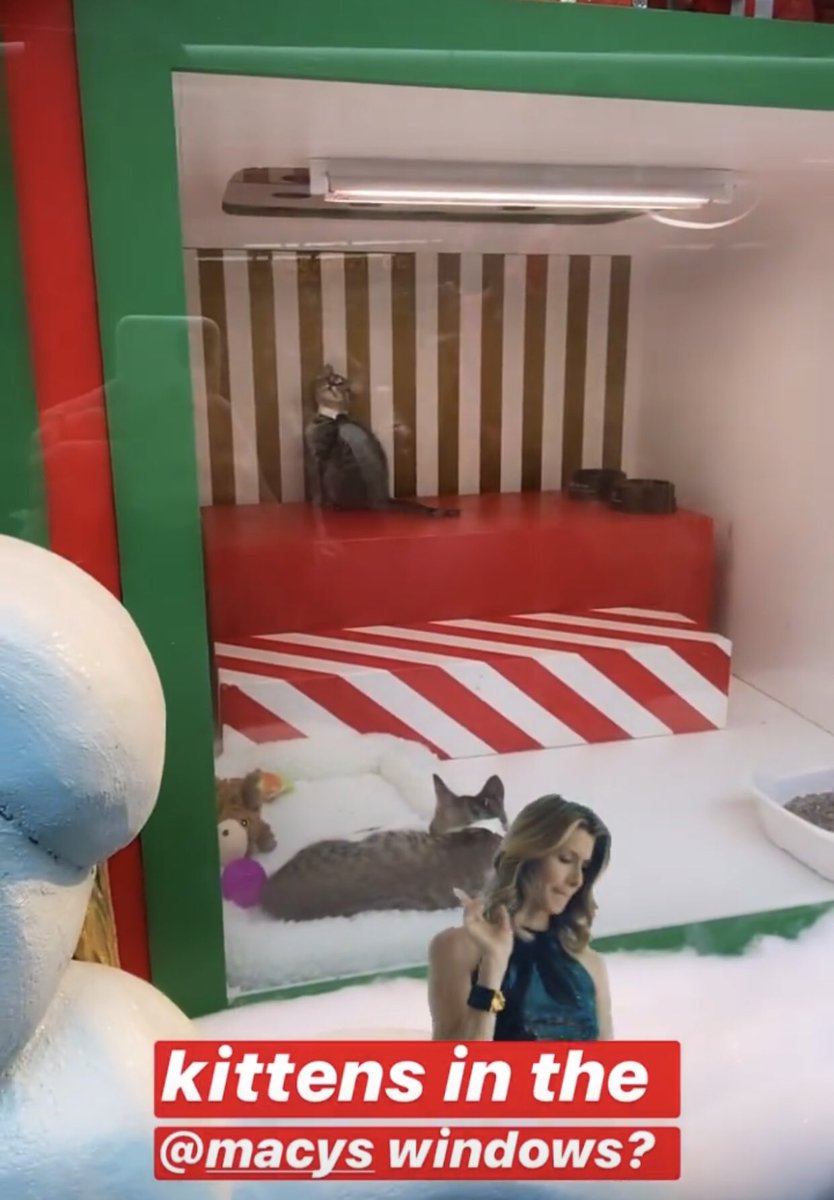 MsKar3nQ's tweet photo. WTF @Macys putting kittens and bunnies in your windows for display?! That’s animal abuse! #AnimalRights #Abuse #NbcNews #FoxNews #PETA #APNews #BreakingNews #News #CNN #AnimalCruelty https://t.co/7B6J26TkYO