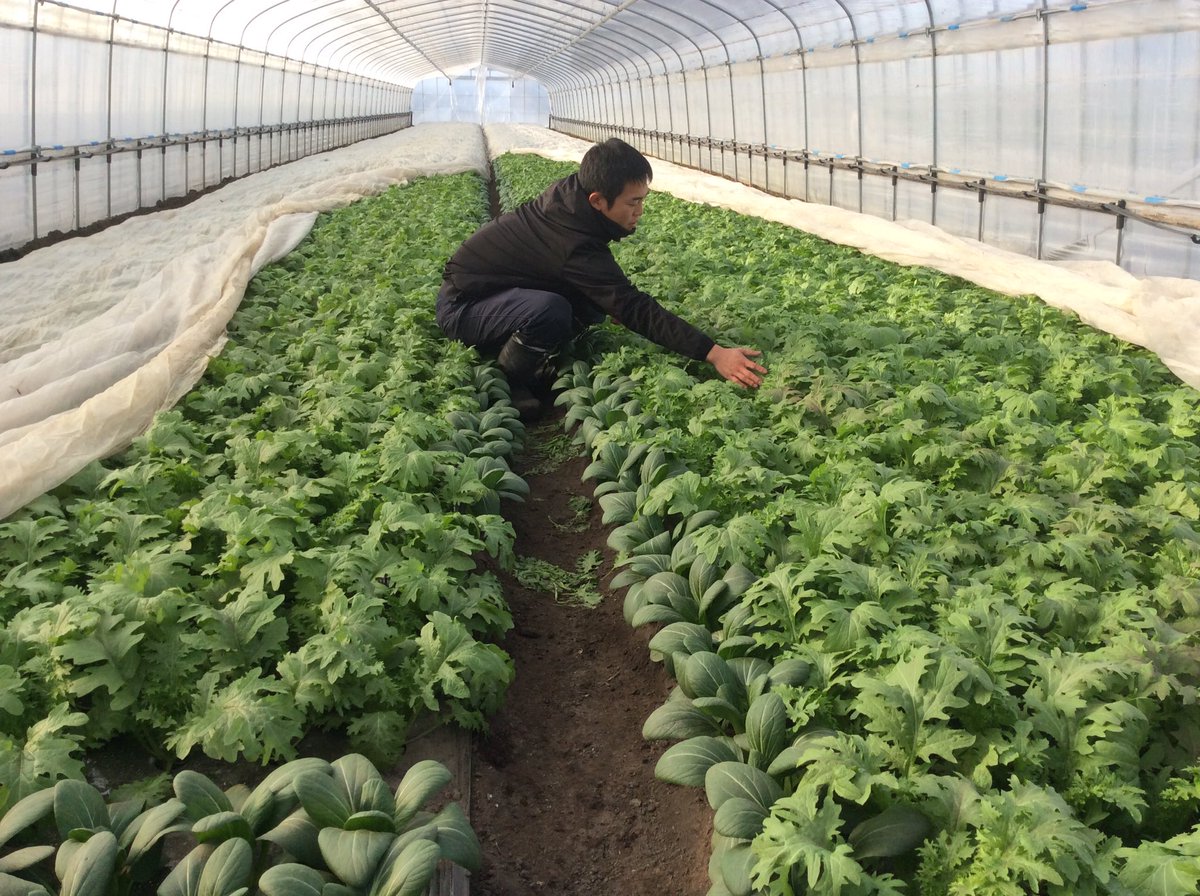 伊達市観光物産館 على تويتر 若松農園のわさび菜 もう少ししたら物産館に並ぶかな