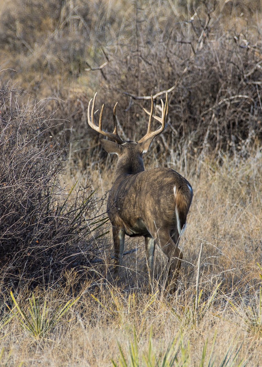 TylerJordan's tweet photo. In Texas and was able to snap some cool shots of this 3 1/2 long brow behemoth buck this afternoon. He’s going to be a giant! https://t.co/m2fWAgUSgR