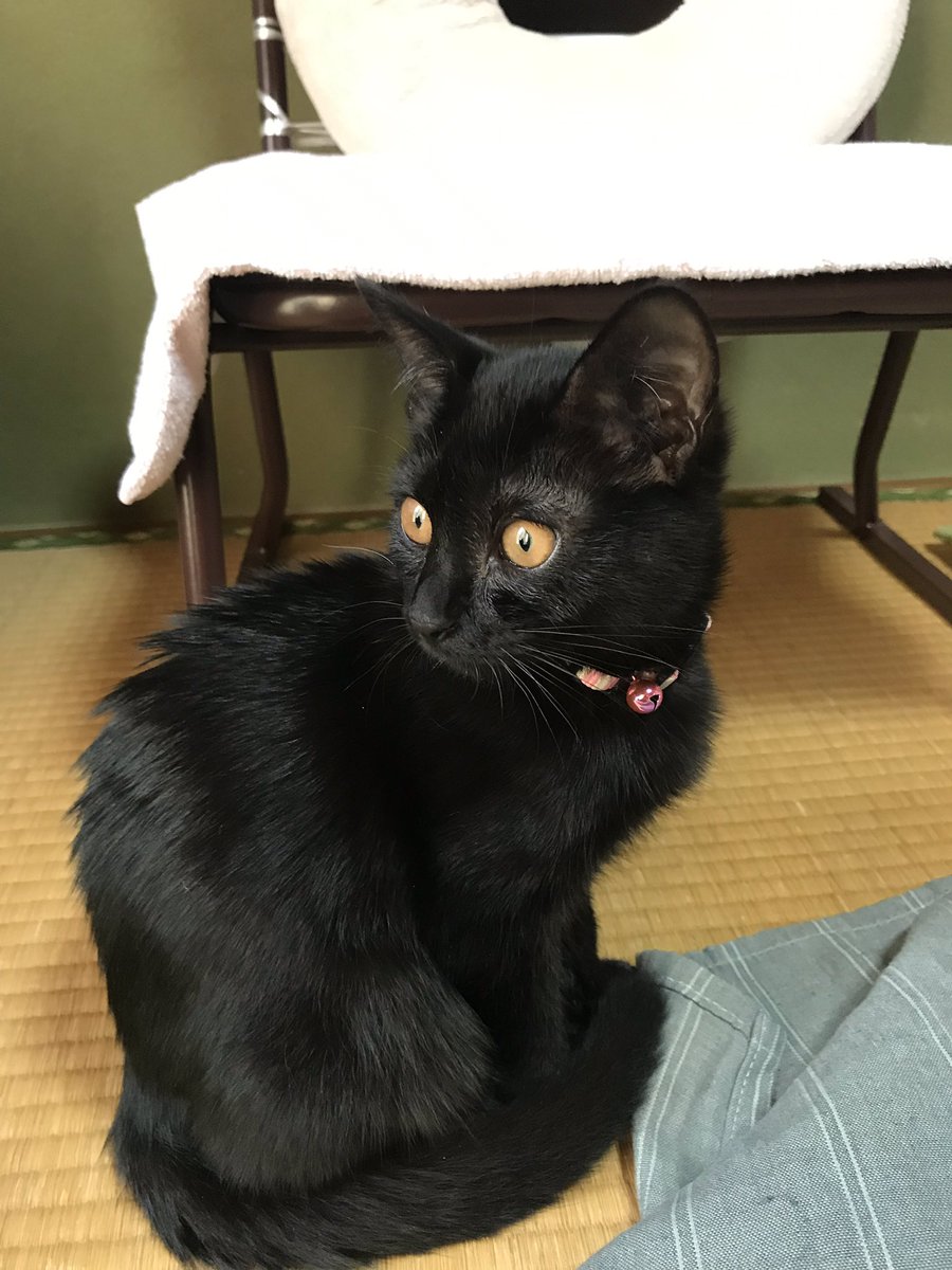 ট ইট র みーにゃん ウチのかわいこちゃん 実物の方がもっとかわいい ウチに来て1週間 なんだか大きくなった気がする 黒猫 にゃこ 快便 写真写り悪め じじいキラー キャバ猫 紐好き ট ইট র みーにゃん ウチのかわいこちゃん 実物の方がもっとかわいい ウチに来て1週間 なんだか大きくなった気がする 黒猫 にゃこ 快便 写真写り悪め じじいキラー キャバ猫 紐好き