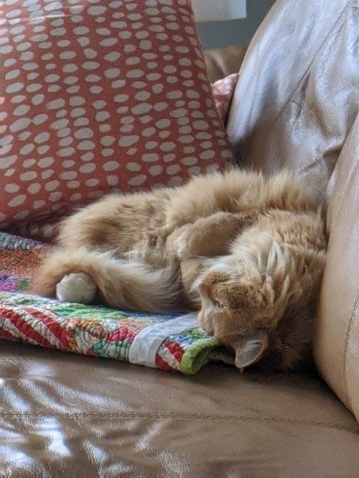 ByzantineGreg's tweet photo. #CatsOfTwitter I wish I could sleep like this. https://t.co/zCgipFnpTe