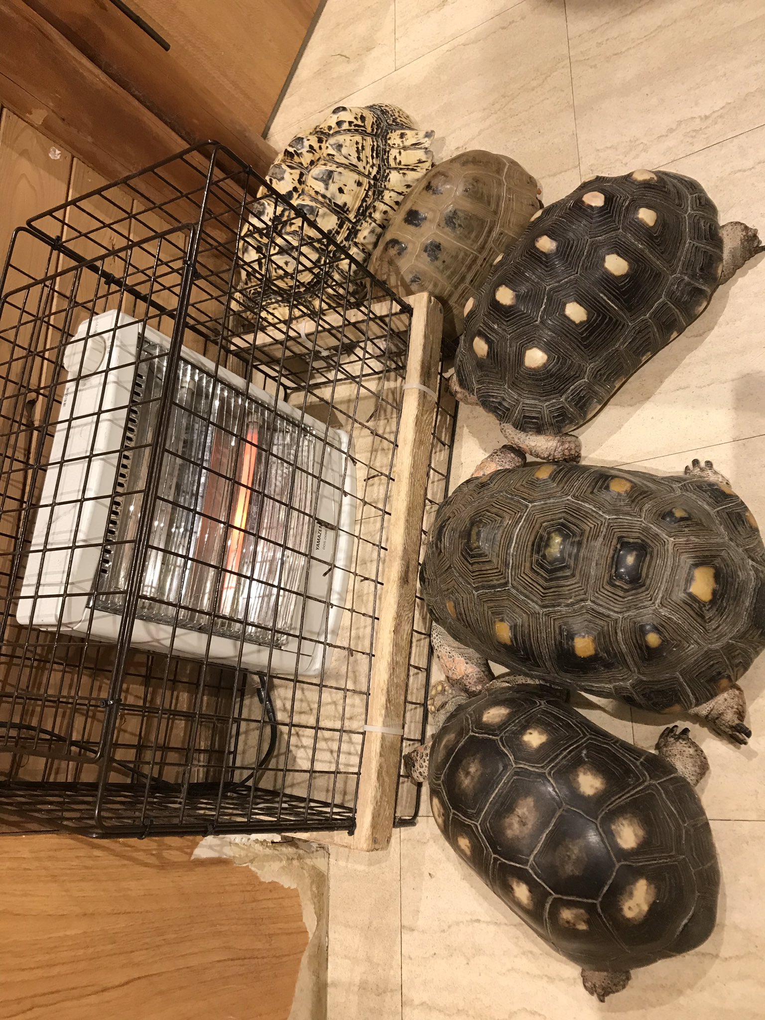 亀可愛い Twitter Search Twitter