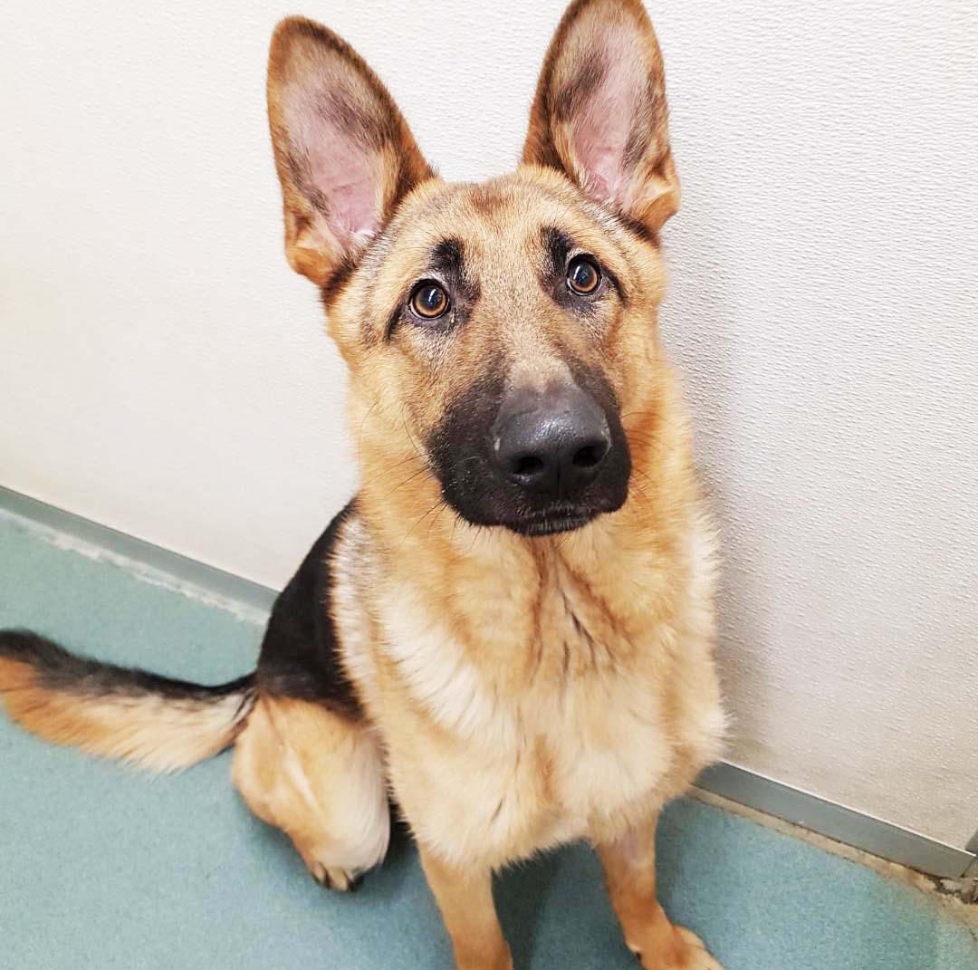 FMSPCA's tweet photo. Handsome guy Cooper is great with kids, people and other dogs! He loves to play tug of war! Cooper is working on his basic commands, leash manners and training. This guy is an all around great natured dog, read more: https://t.co/Kw03dXjgIg #ymm #adoptme #woof #meetcooper #fmspca https://t.co/dqhEoSg6zz