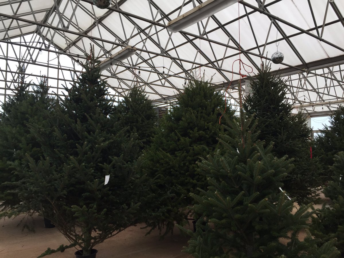SuydamFarms's tweet photo. Don’t let a little rain stop you! Shop indoors for your tree at Suydam Farms! Sat&amp;Sun 8-5 49 Skillmans Lane, Somerset https://t.co/VhtWXIvmbJ