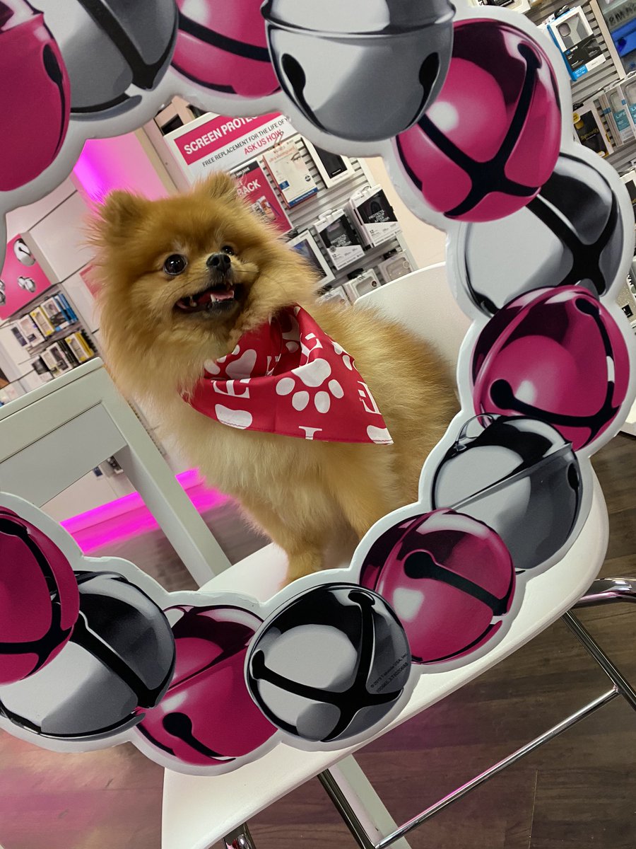 magentakaysha_'s tweet photo. T-Mobile Tuesday never let our customers down. So much cuteness in a frame. Customer was pleased w/ their new doggie bandana #TMobileTuesdays #BeMagenta #TMobile #Magenta #CarolinaGoats #CoastalGoats #Store9386 #NERules #TMobileFamily #AreYouWithUS #WeWontStop @JohnLegere https://t.co/kmLrZNqkp8