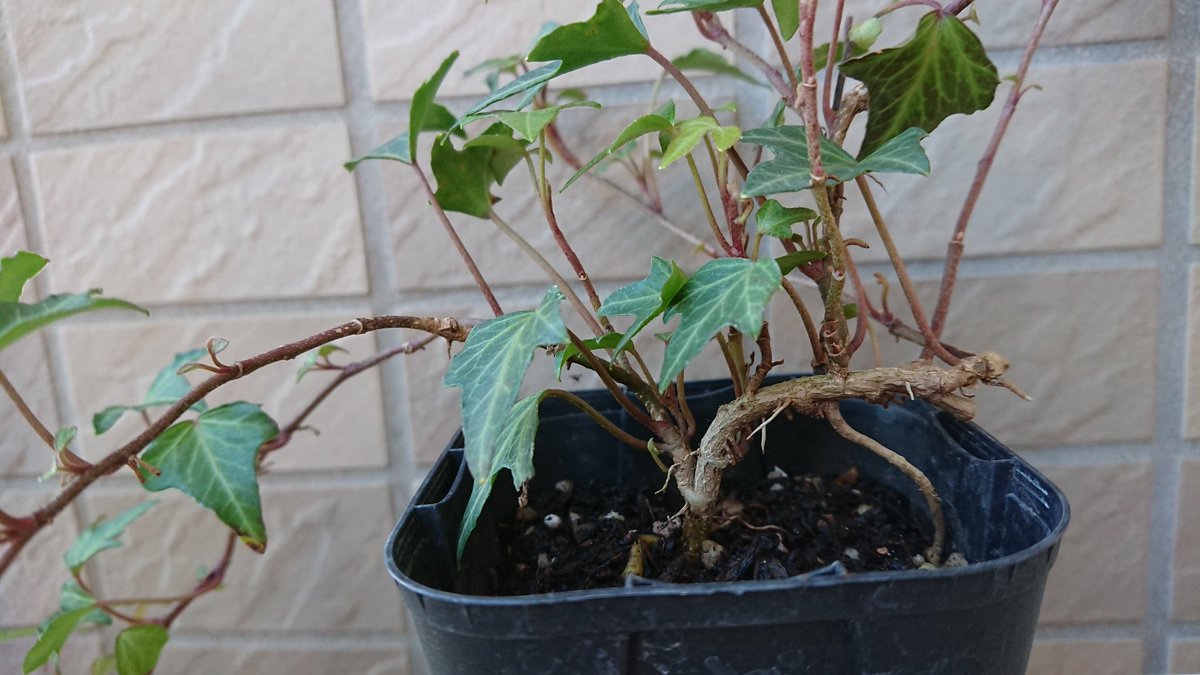 たら シザーヘデラ っていう 種類みたい ヘデラ って色んな種類が あるんですね ツタが枝みたい 観葉植物 アイビー