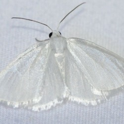 ℙ𝕦𝕝𝕝 𝕥𝕙𝕖𝕤𝕖 𝕠𝕝𝕕 𝕨𝕙𝕚𝕥𝕖 𝕤𝕙𝕖𝕖𝕥𝕤 𝕗𝕣𝕠𝕞 𝕞𝕪 𝕙𝕖𝕒𝕕
    𝕀'𝕝𝕝 𝕝𝕖𝕒𝕧𝕖 𝕥𝕙𝕖𝕞 𝕗𝕠𝕝𝕕𝕖𝕕 𝕟𝕖𝕒𝕥 𝕒𝕟𝕕 𝕥𝕚𝕕𝕪

Animal Enthusiast/Daughter of -------------