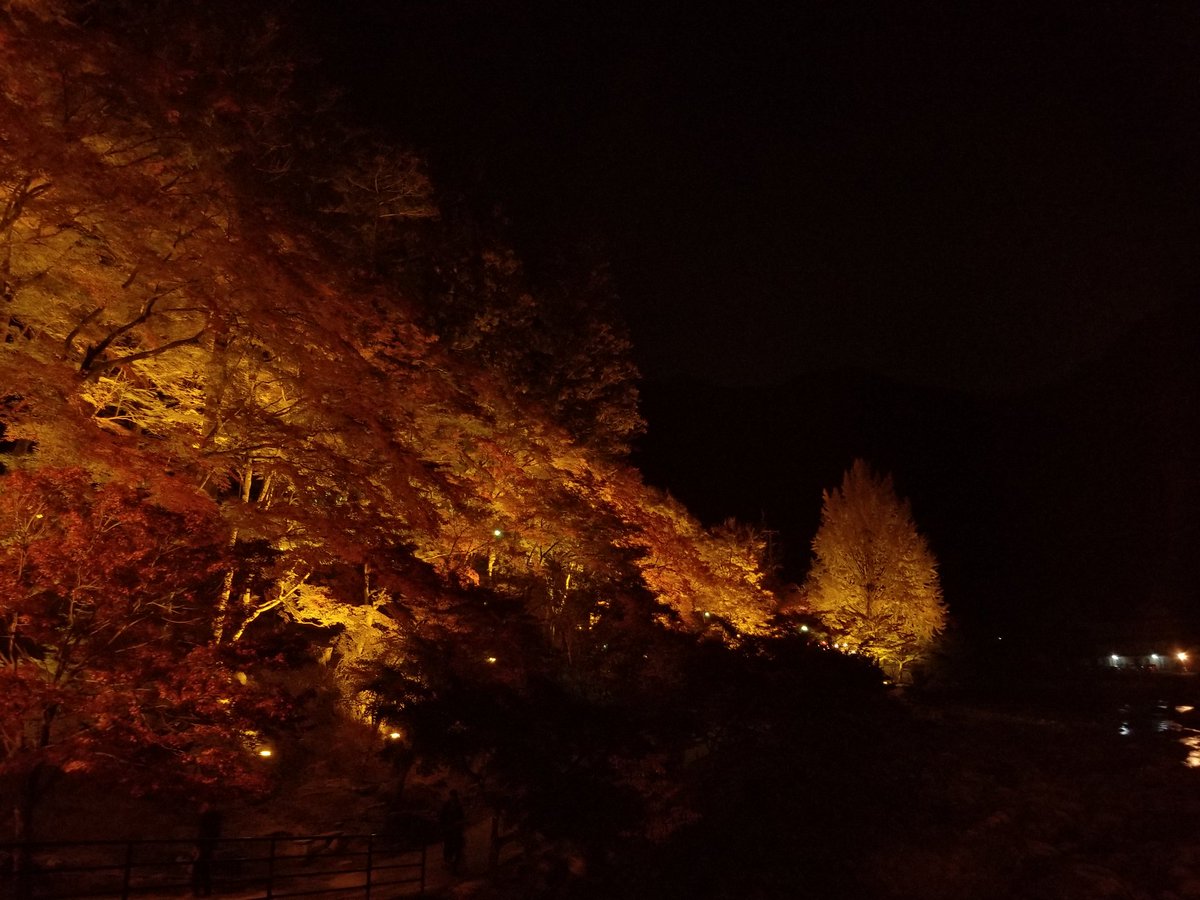 りんごヨーグルト 滋賀県 永源寺 ライトアップ 愛知県 香嵐渓 日中 ライトアップ 滋賀県 メタセコイア並木道 日中 今年の紅葉 ヾ W ノ りんごヨーグルト 滋賀県 永源寺 ライトアップ 愛知県 香嵐渓 日中 ライトアップ 滋賀県 メタセコイア並木道 日中 今年の紅葉 ヾ W ノ