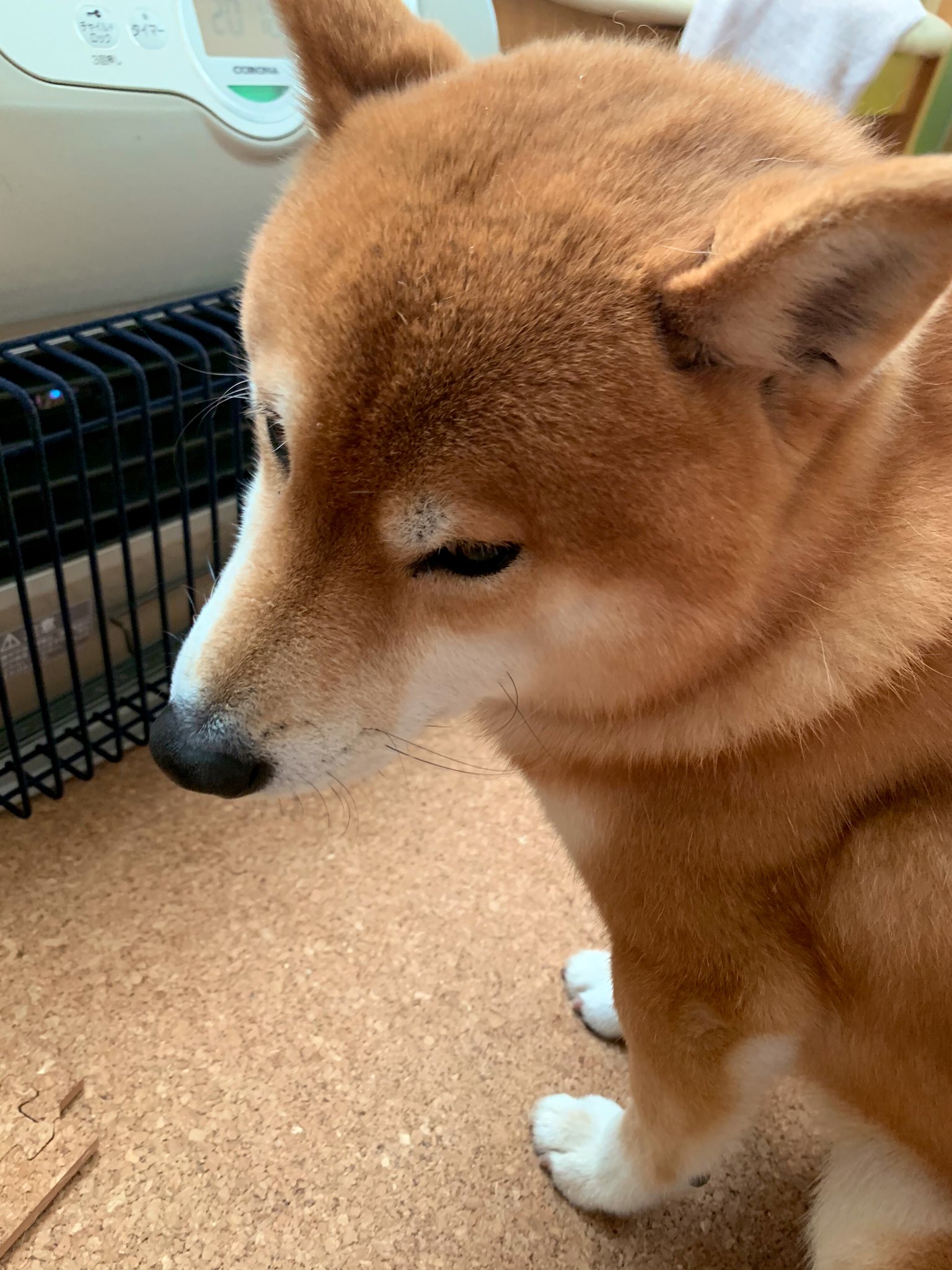 こたろうくん もうすっかりストーブガードに慣れた犬 T Co Y6sd0jyaev Twitter