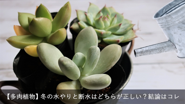 はなのあ 水やり男子 Hananoa Style Twitter