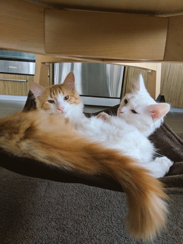 appleleow's tweet photo. @KikiDoodleTweet My partner and I moved to Australia, and in celebration of finally putting down some roots, we adopted two shelter kittens and have embraced crazy cat life 💓💓💓 I love them so much! https://t.co/viKw00q9DQ