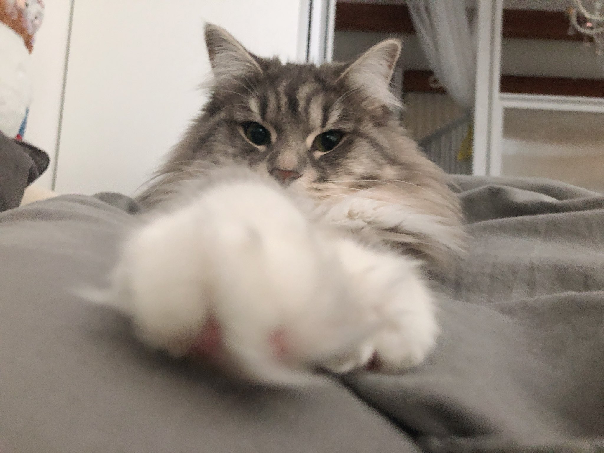 らふ いつまで ねてるの いーかげん 起きな さいっ ねこ めざましねこ もふもふ ノルウェージャンフォレストキャット 耳毛 くつしたねこ T Co 6wnrl6jp4x Twitter