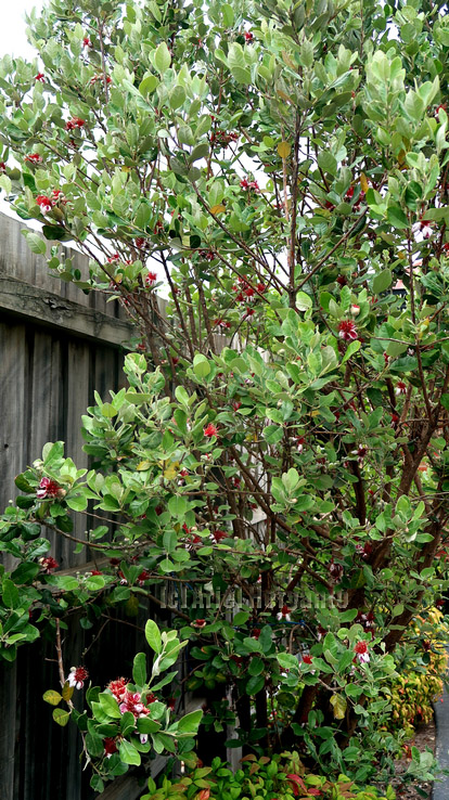 Namanya Feijoa. Di halaman kami berbunga banyak. Mau tahu buahnya seperti apa? Klik youtu.be/VBLOtkndw1A