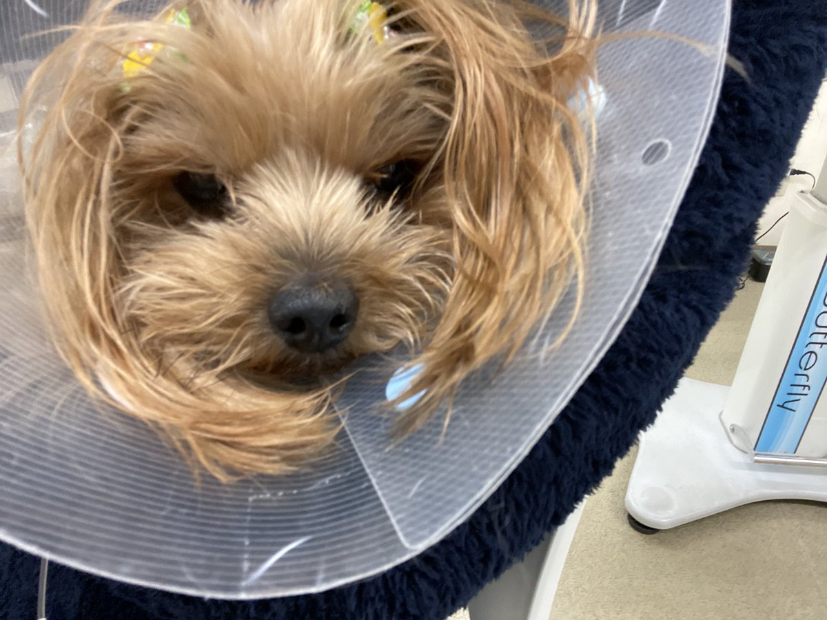 IQtkFerss9xlZnO's tweet photo. 家のワンチャンなんですけど、若い犬の大型犬を探してます。本当に助けてください。もしいなくてもリツイートといいねで広めて欲しいです。お願いします。 https://t.co/icdlC7C3dH