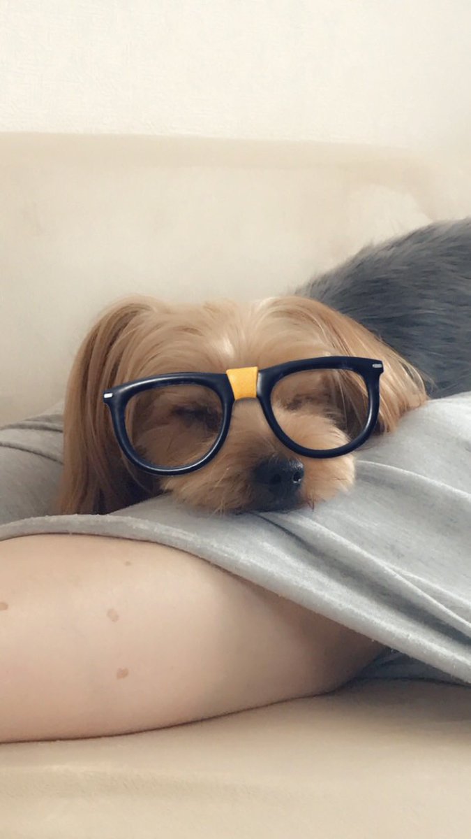 IQtkFerss9xlZnO's tweet photo. 家のワンチャンなんですけど、若い犬の大型犬を探してます。本当に助けてください。もしいなくてもリツイートといいねで広めて欲しいです。お願いします。 https://t.co/icdlC7C3dH