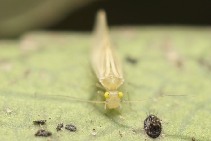 布団で小さい虫を発見 茶色や黒いヤツの正体と駆除する方法