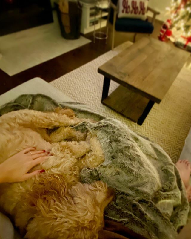 Comfort &amp; Joy #puppycuddles #doodlecuddles #cozyfridaynight #tistheseason #minigoldendoodle #chicagodoodles #cuddly #sweetboy ift.tt/35vimzH