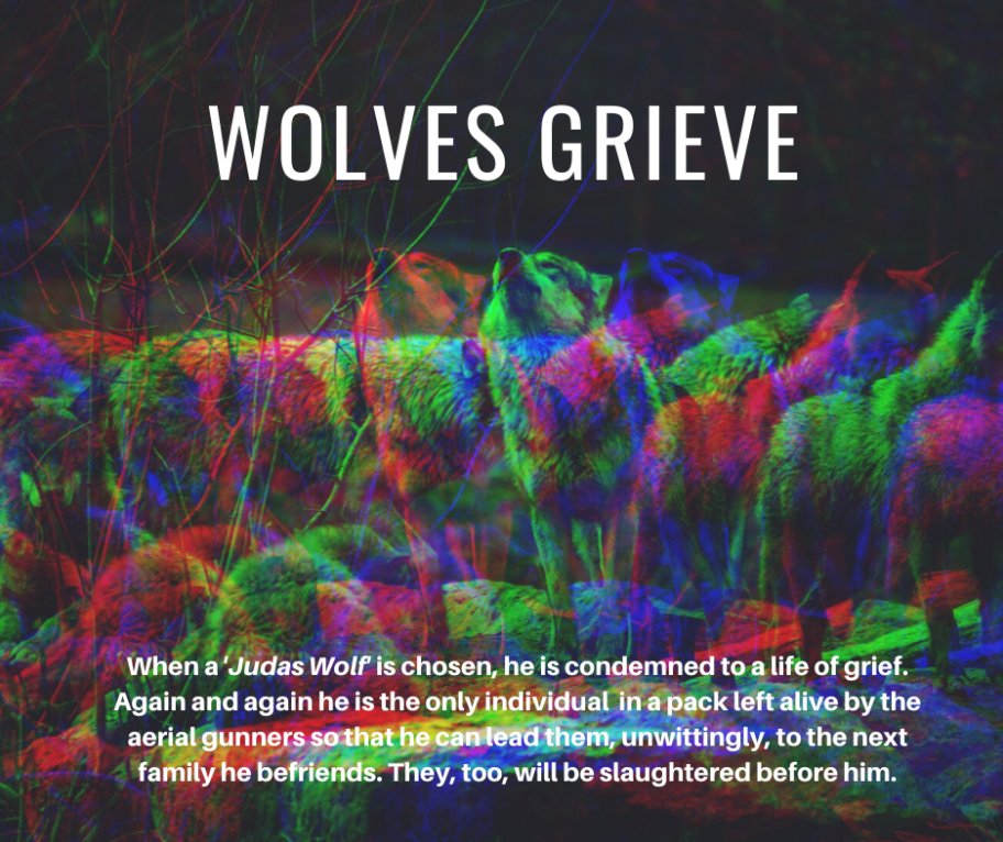 wolfawareness's tweet photo. A new government report details how British Columbia repeatedly, and knowingly, brutalizes individual wolves as part of their "Judas Wolf" killing program.

Learn more: https://t.co/D5dvlLF2hq   (Warning: disturbing details)
#SaveTheWolves #wolf #wolfculling #wolves #BCGovernment https://t.co/LRiNc9HYQA