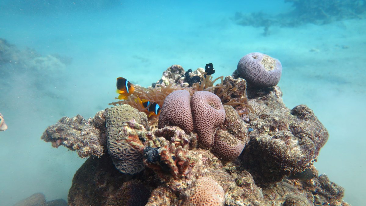 red_sea_life's tweet photo. 🌞 A sunny morning 🌅 at Undersea Adventures diving center  👌😍 in Hurghada 💦🐢🐠

#Egypt #house_reef #fun_dive #PADI #vacation #relax #Red_Sea https://t.co/H1FOfxyIeM