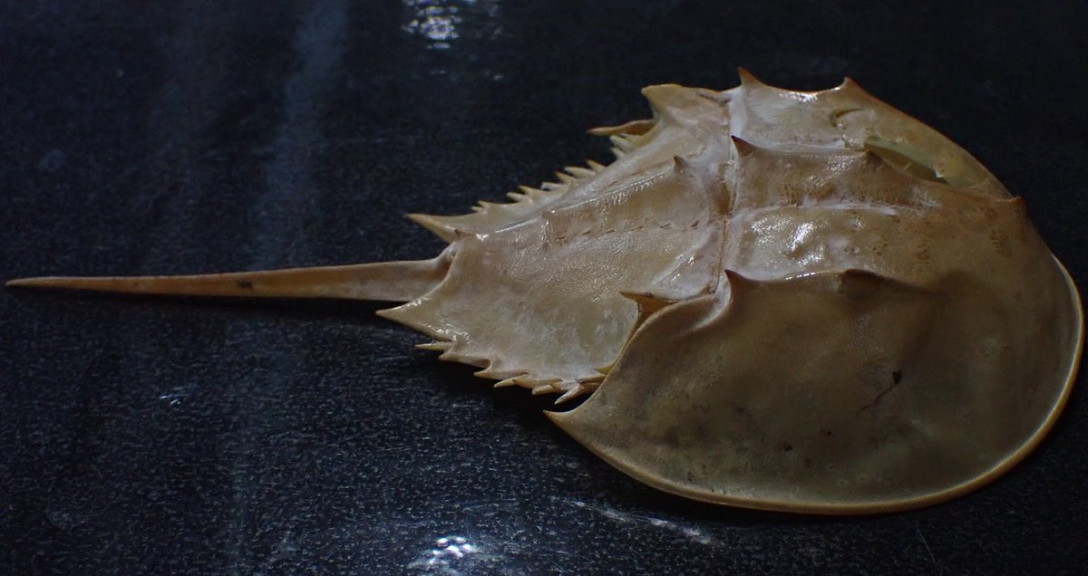 足立区生物園 A Twitter アメリカカブトガニの綺麗な脱皮殻です 足立区 生物園 アメリカカブトガニ 脱皮