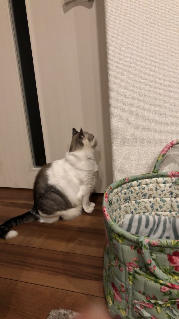 04entatu's tweet photo. 今日は留守番させてる( ᵒ̴̶̷̥́ ⌑ ᵒ̴̶̷̣̥̀ ) https://t.co/FZOP5YYxP8