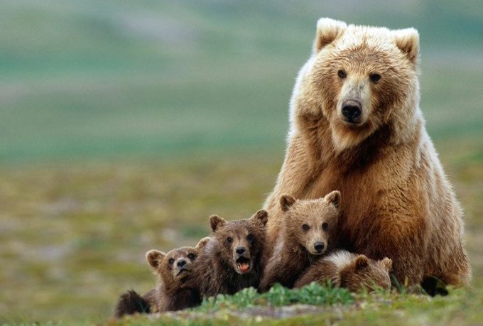 Ayúdanos a detener a los furtivos que matan seres tan maravillosos solo por tener un trofeo más. 

Que estampas como esta la puedan disfrutar los hijos de los hijos de nuestros hijos... 
#Colabora
 ☎️ 062
 💻 seprona@guardiacivil.org