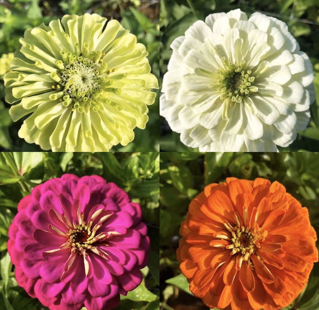 إزرع فجميع الأزهار كانت هي البذور التي تتطاير من يديك وقت زرعك لها

واليوم تفرح وأنت تشاهدها ورود تتراقص مع نسمات الهواء