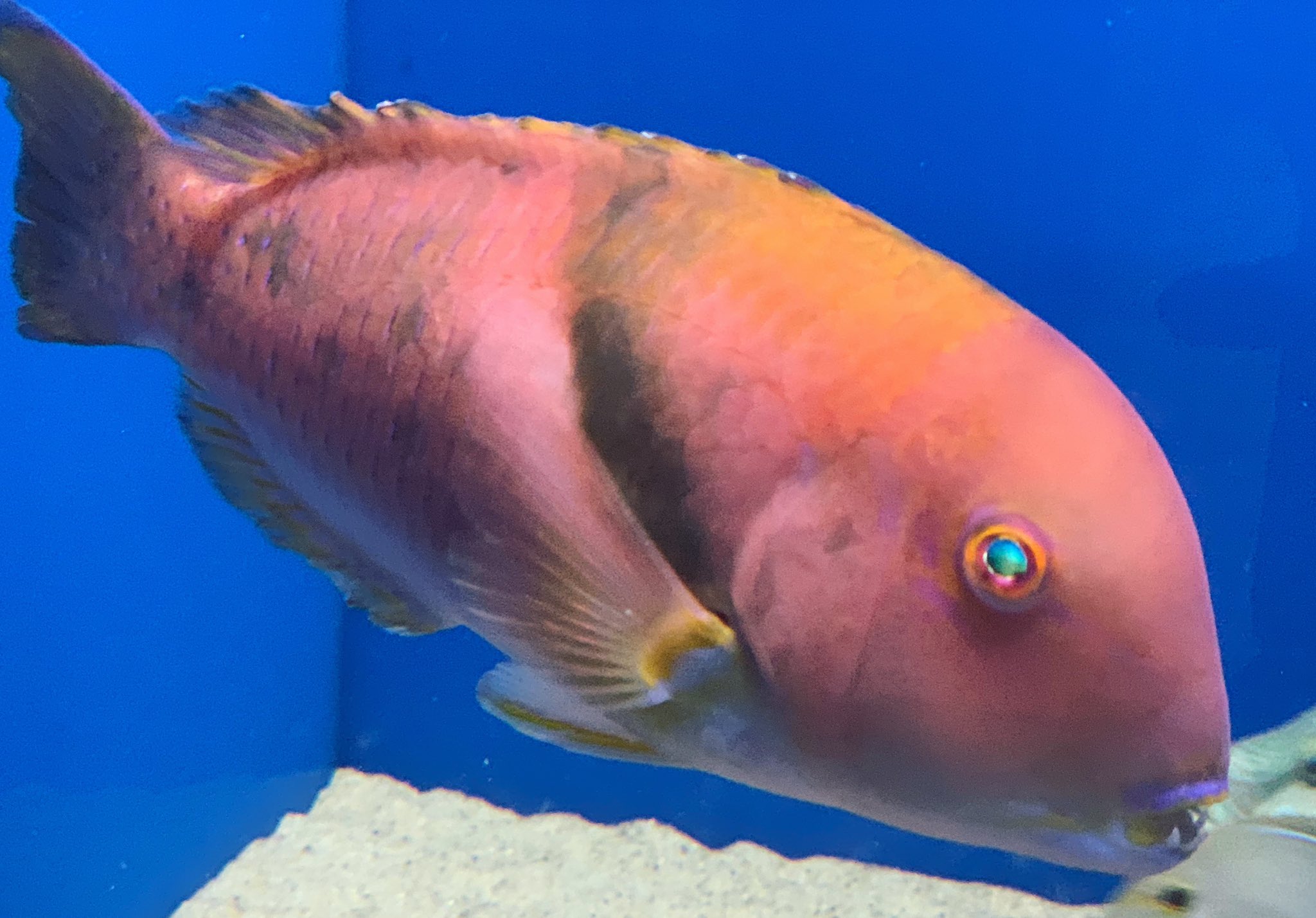 تويتر 浜名湖体験学習施設ウォット على تويتر 新しい魚 イラ を展示しましたぁ 丸い頭がめちゃめちゃ可愛い ๑ Gt Lt ๑ ウォット 水族館 浜名湖 ベラ科 T Co Vhcnvcgvbd