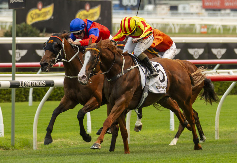 Quackerjack (ex Quack It) prevailed by a couple of whiskers to win the @atc_races Villiers S. G2, becoming Not A Single Doubt's 69th SW &amp; his 7th this season. Congratulations to breeders Ged &amp; Jan Nolan of Rosari Farm, selling Quackerjack's half-sister, Lot 660 <a href="/mmsnippets/">Magic Millions</a> 2020.