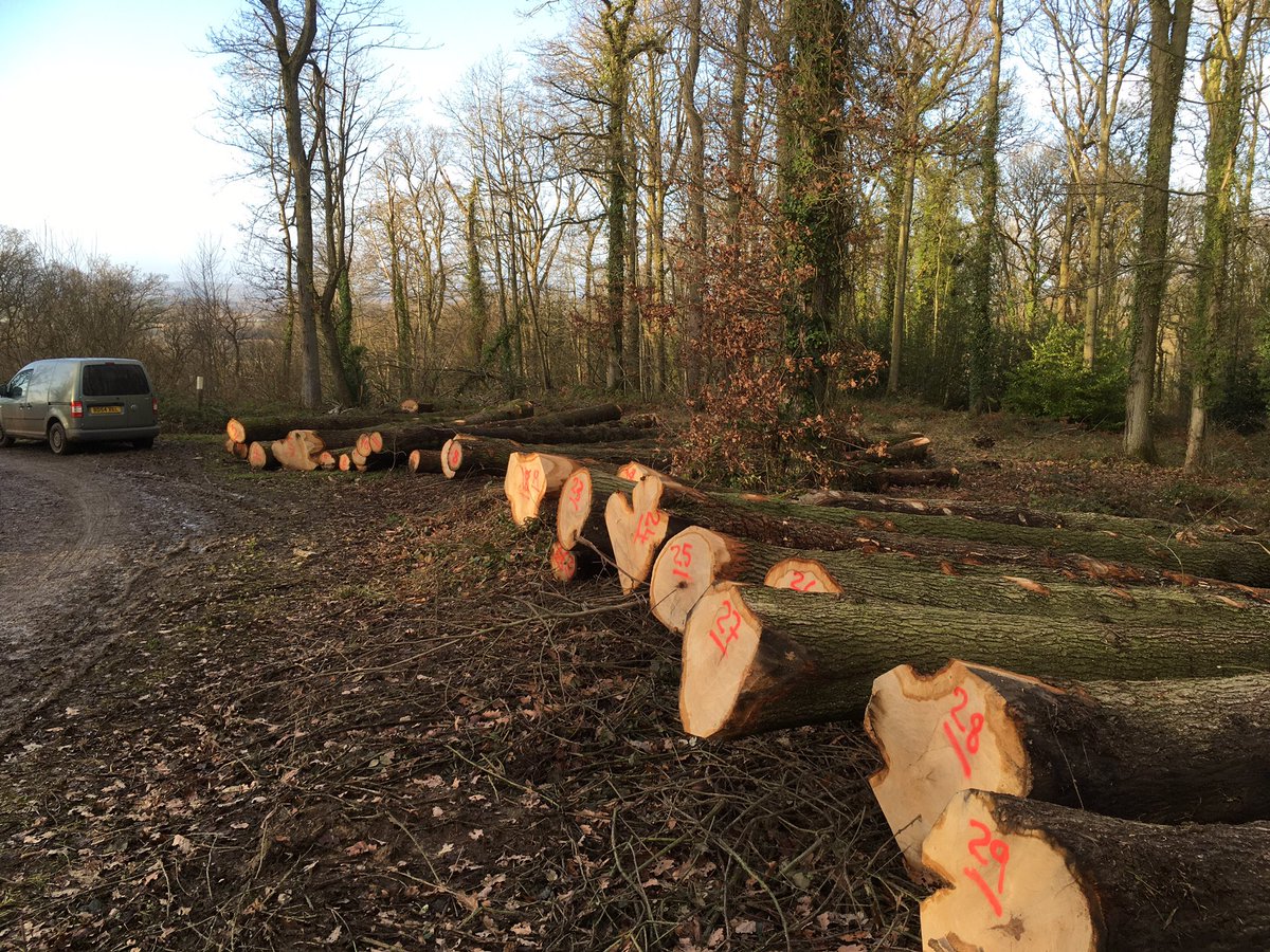 WenTimberCentre's tweet image. A day out of the office yesterday, looking at Oak logs to buy. These are from a local, well managed woodland near Hereford and don’t they look good. Some big beauties are still standing looking fabulous too, see the last picture 👍🌳💚 #localtimber #sustainablelogging #hereford