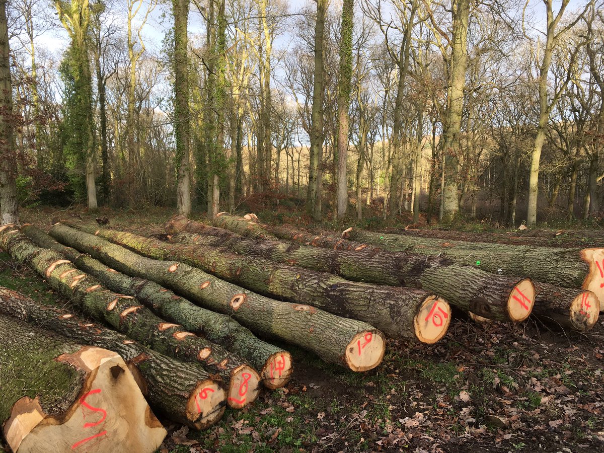 WenTimberCentre's tweet image. A day out of the office yesterday, looking at Oak logs to buy. These are from a local, well managed woodland near Hereford and don’t they look good. Some big beauties are still standing looking fabulous too, see the last picture 👍🌳💚 #localtimber #sustainablelogging #hereford