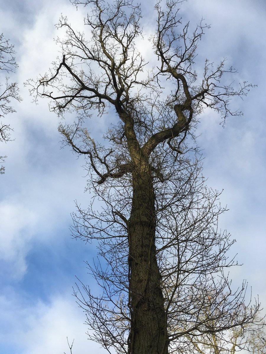 WenTimberCentre's tweet image. A day out of the office yesterday, looking at Oak logs to buy. These are from a local, well managed woodland near Hereford and don’t they look good. Some big beauties are still standing looking fabulous too, see the last picture 👍🌳💚 #localtimber #sustainablelogging #hereford