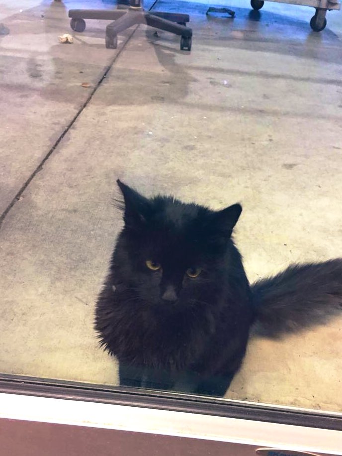 GeneralCattis's tweet photo. Three years ago, an injured kitten walked up to a door in an arena asking for help. The good humans there gave him food &amp; shelter, putting out the word for help. My human answered, bringing him to what would become HQ for #CatWorldDomination—and the rest is history...
#Caturday https://t.co/IXQ3k2Hjwz