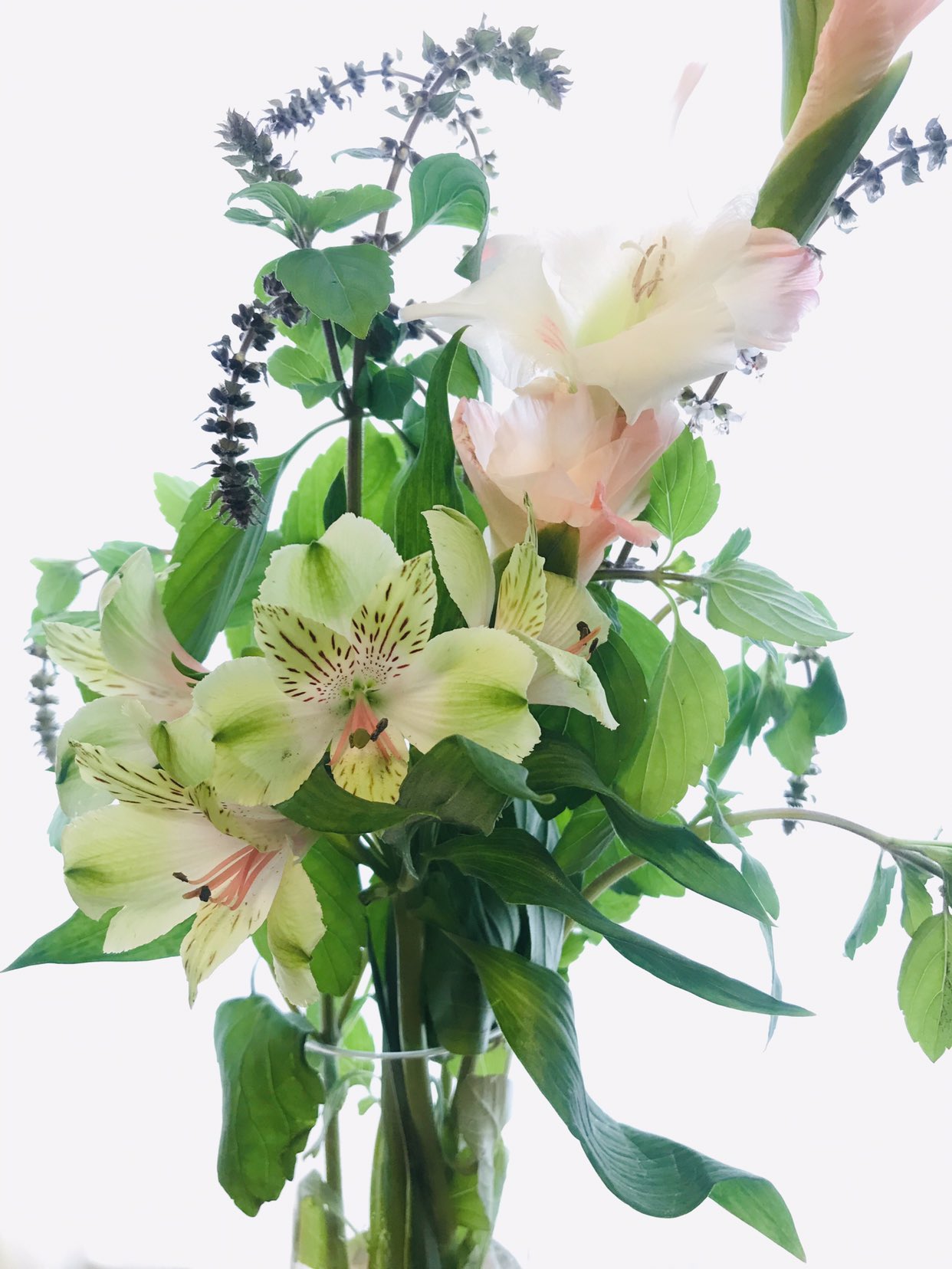 Tom Twitter પર 昨日は数ヶ月ぶりに お花屋さんに寄ったんだけど アルストロメリアの グリーンディ とグラジオラスの オアシス このお花達自体はよく見かけるけど グリーンディ と オアシス が同じ日に揃ってるのは初めて見た 凄い うおお Tom Twitter પર 昨日は数ヶ月ぶりに お花屋さんに寄ったんだけど アルストロメリアの グリーンディ とグラジオラスの オアシス このお花達自体はよく見かけるけど グリーンディ と オアシス が同じ日に揃ってるのは初めて見た 凄い うおお