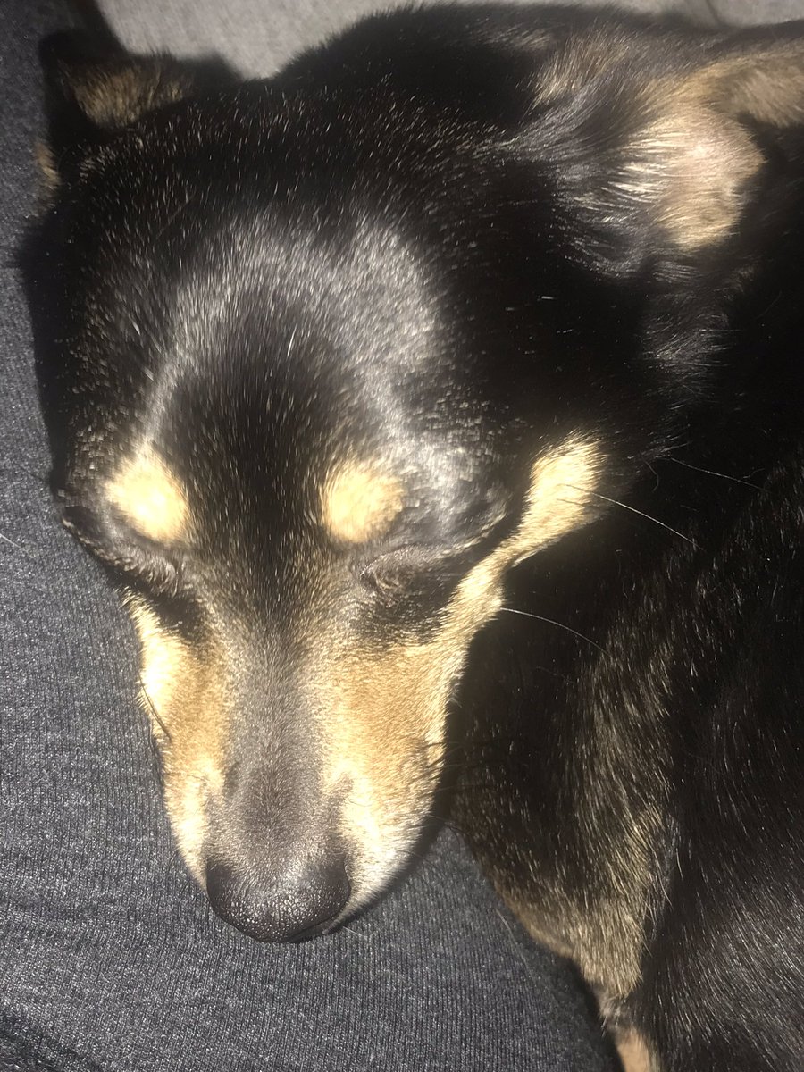 CJ810757's tweet photo. Sleeping Beauty #libbygrace #chiweenie #mamasgirl https://t.co/9A780NOUok