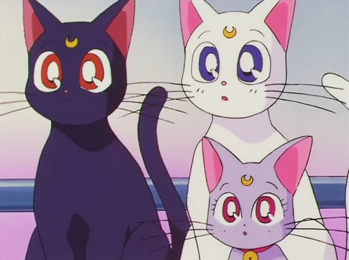 The rest of the Sailor Moon kitties too