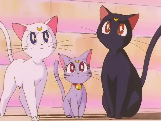 The rest of the Sailor Moon kitties too