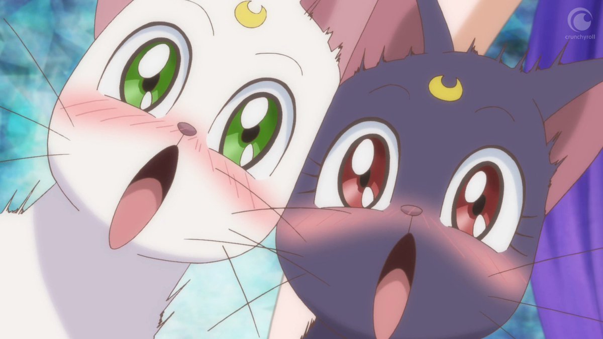 The rest of the Sailor Moon kitties too