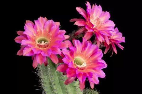 仙人掌花花語 堅強 推特中文圈