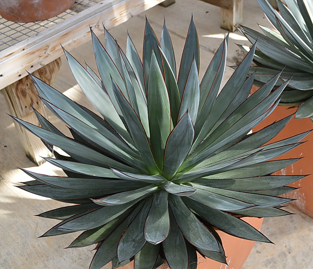 The beautiful Agave 'Blue Flame' and the U.S. Botanic Garden Production Facility in Washington, D.C.  'Blue Flame' is a hybrid between  Agave shawii and Agave attenuata.   It's listed as hardy to 25° F. (-4° C) but that's not low enough to survive winter here in my area.  🙁
